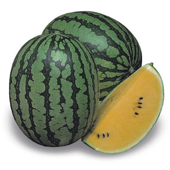 ШАМПАНЬ F1 семена арбуза (Takii | Alexagro) – фото 2