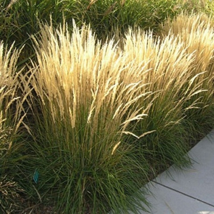 Вейник остроцветковый Карл Форстер С2