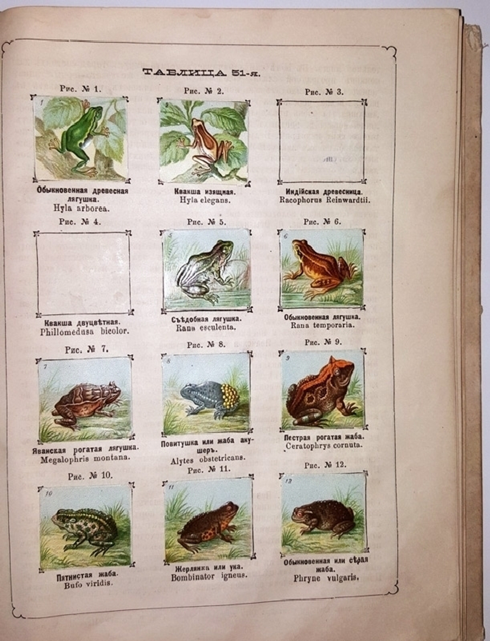 "Рельефный зоологический атлас. Часть третья. Пресмыкающиеся и рыбы.". Гагельберг. 1880 г.    Антикварная книга