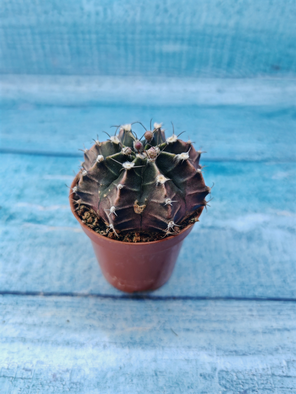Gymnocalycium Friedrichii (Гимнокалициум)