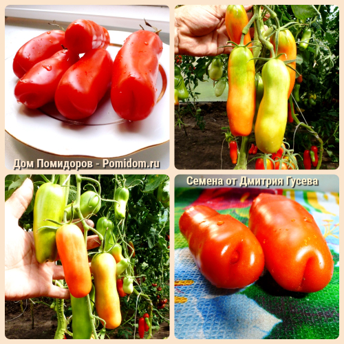 Помидоры - Аурия (Мужские)
