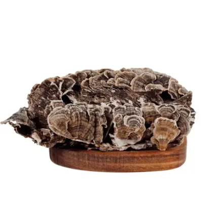 Траметес цельный 100 гр