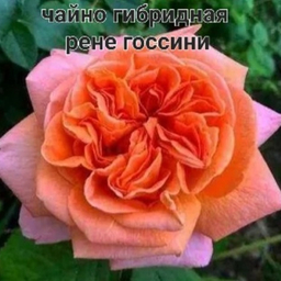 РОЗЫ САЖЕНЦЫ