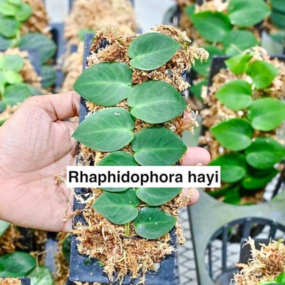 Рафидофора HAYI
