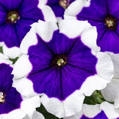 32373 Петуния CRAZYTUNIA BLUE PICOTEE (ВЕСНА 2025)