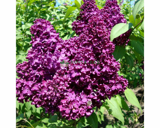 Сирень обыкновенная Адмирал Нахимов С10 50-70 см Закупка М64 май 2026