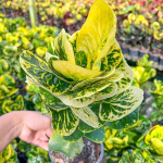 Кротон PHAEN DIN THONG