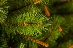 Сосна Сказочная 260см светло-зеленая Triumph Tree