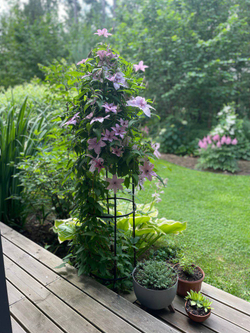 Клематис гибридный Хагли Хибрид Закупка М33 апрель 2026