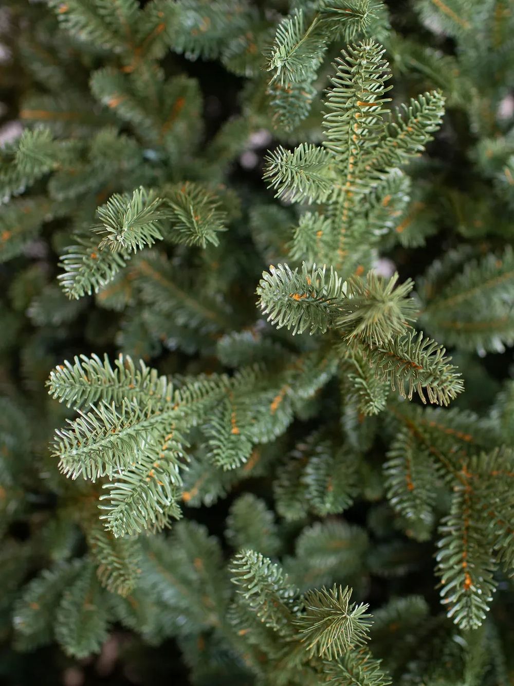 Искусственная ель «Монтерей» (Литая хвоя) от 1.5 до 2.4 м