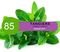 Tangiers F-Line - Spearmint