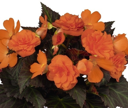 Бегония Iconia Portofino orange ОКС укорененный черенок