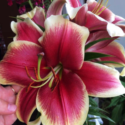 Лилия Африкан Леди (5 шт) Волжский Сад