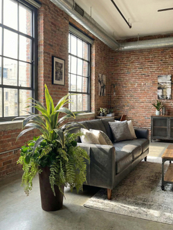 Композиция Интерьерная с драценой королевской в высоком кашпо