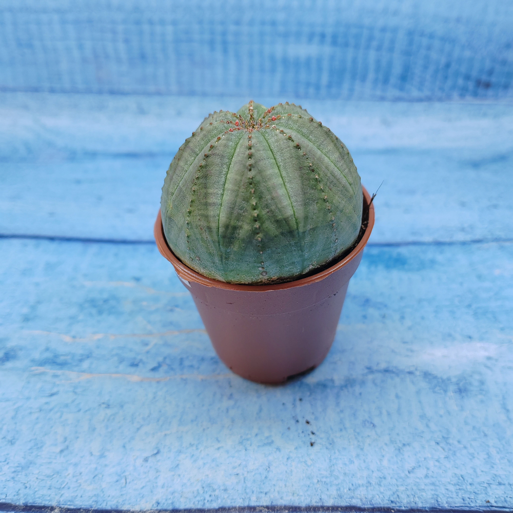 Euphorbia Obesa (Эуфорбия)