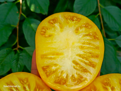 Гном Жёлтая долина Клэр (Dwarf Clare Valley yellow) сорт томата