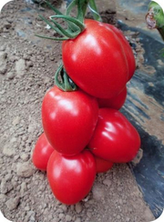 Пинк Пионер F1 семена томата индетерминантного (Sakata / Саката)