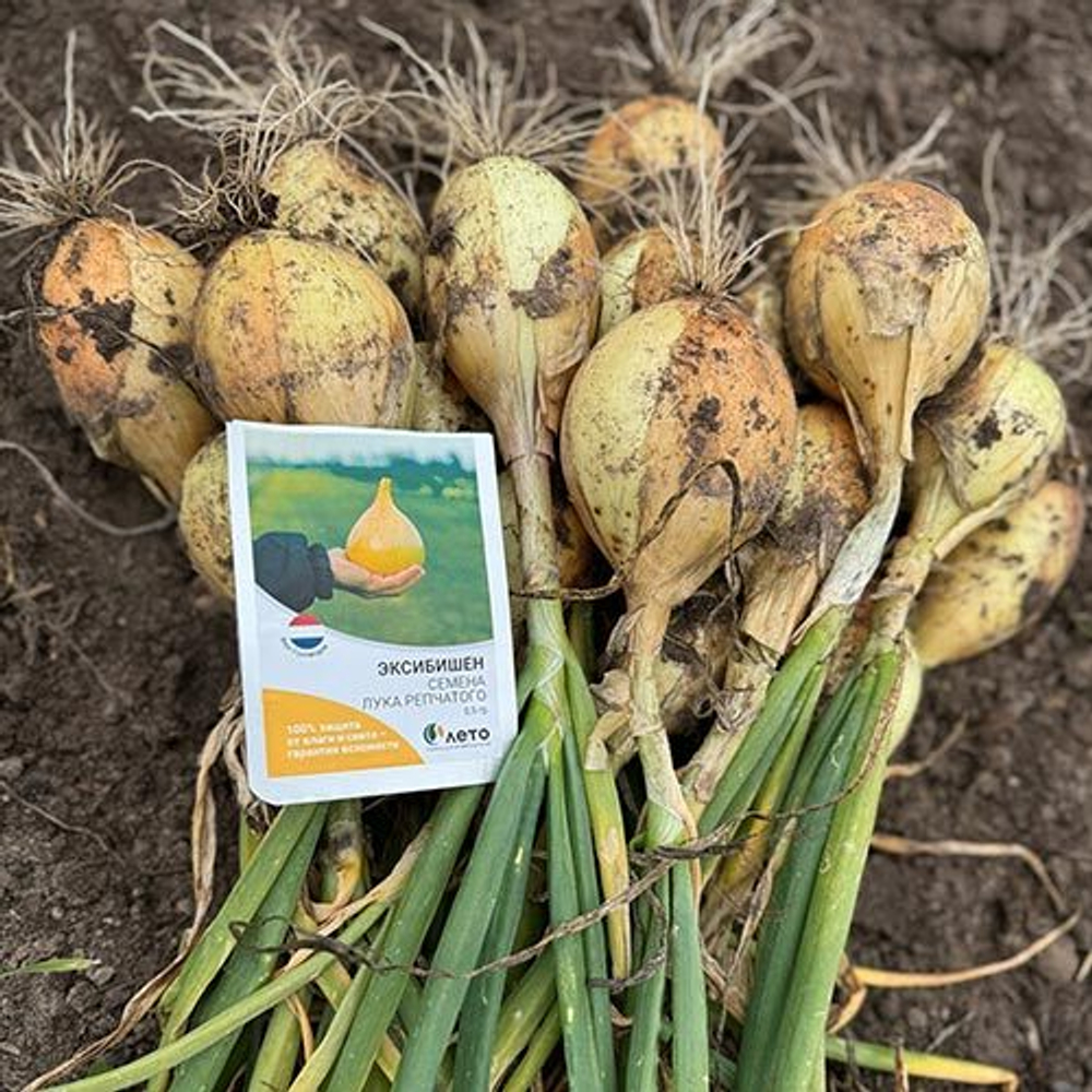 Cемена лука репчатого Эксибишен, Bejo, 0,5 гр.
