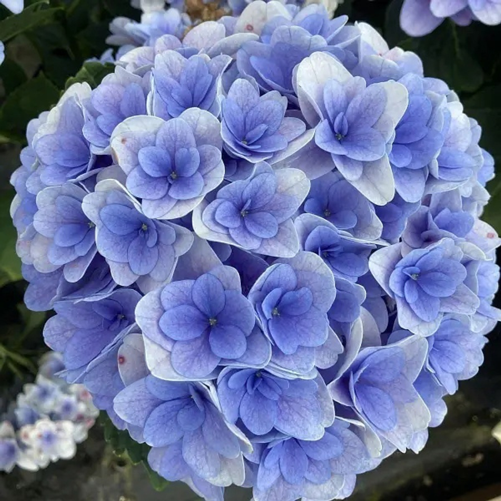 "Флорентина Блю" ("Florentina Blue") гортензия крупнолистная июль 2025 г.