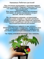 Мукдения Росса Красула кленолистник