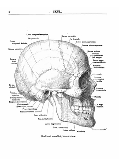 Manual of surgical anatomy | Коллектив авторов