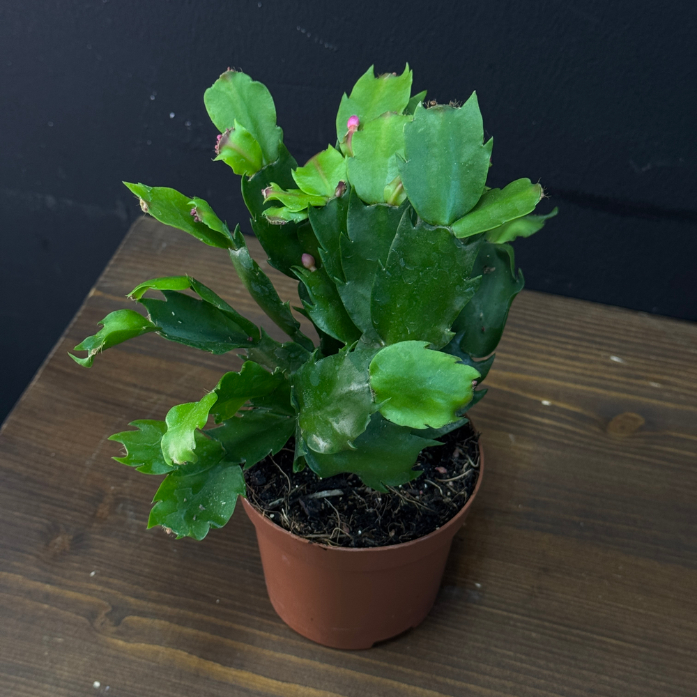 Шлюмбергера «Декабрист»