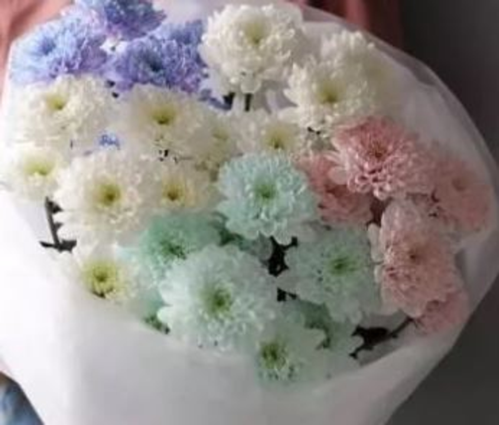 Хризантема кустовая краш Балтика