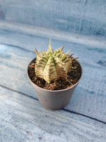 Euphorbia meloformis f. Variegated (Эуфорбия вариегатная)