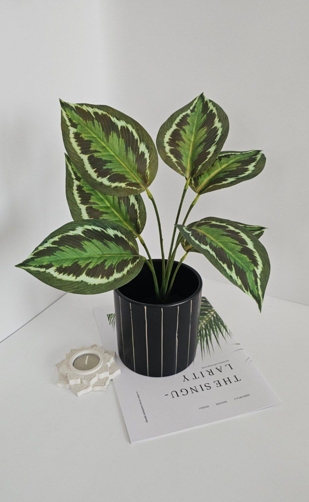 Калатея / Арт 6371