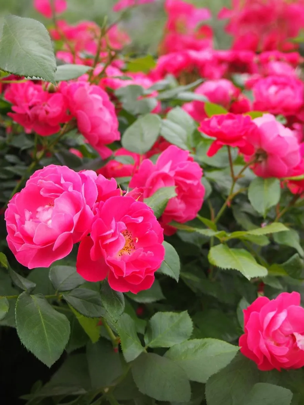 Роза флорибунда Бордюр Мажента