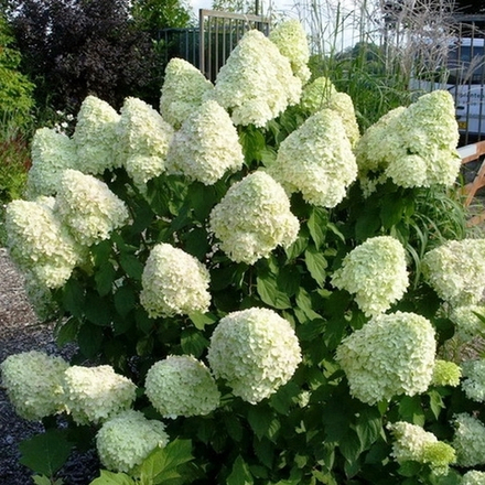 Гортензия метельчатая Magical Candle