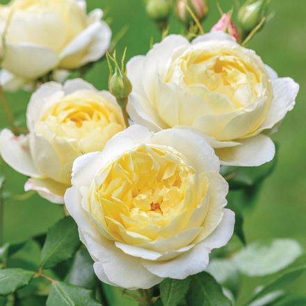 Ванесса Белл (Vanessa Bell)