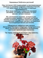 Гейхера Файер Чиф