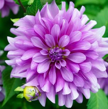 Георгина Блютифул / Dahlia Bluetiful