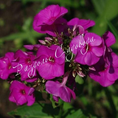 Флокс метельчатый Далила ((Dellilah)