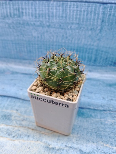 Matucana Aureiflora (Матукана)