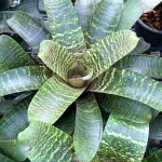 Врезия HELIOGRAPHICA HYB