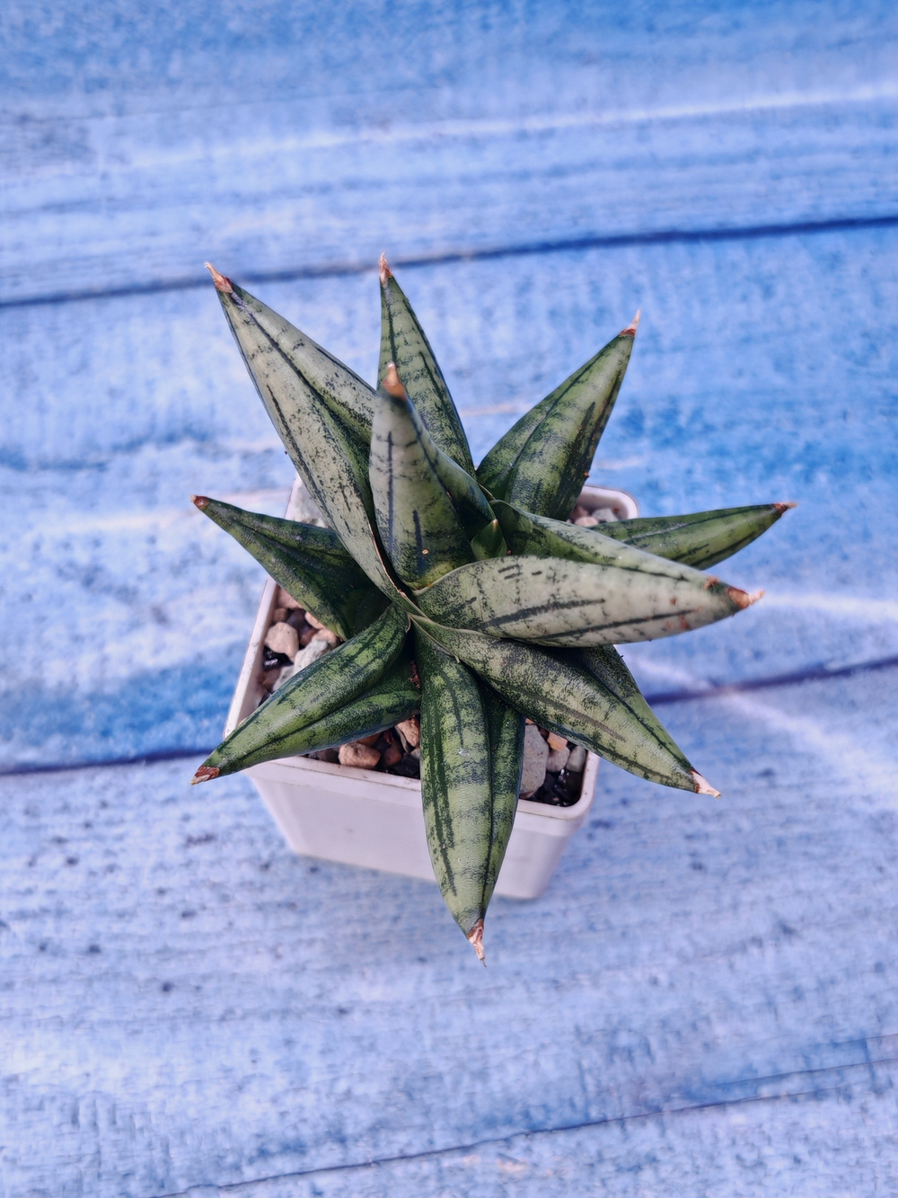 Sansevieria Rocky Crown (Сансевиерия)