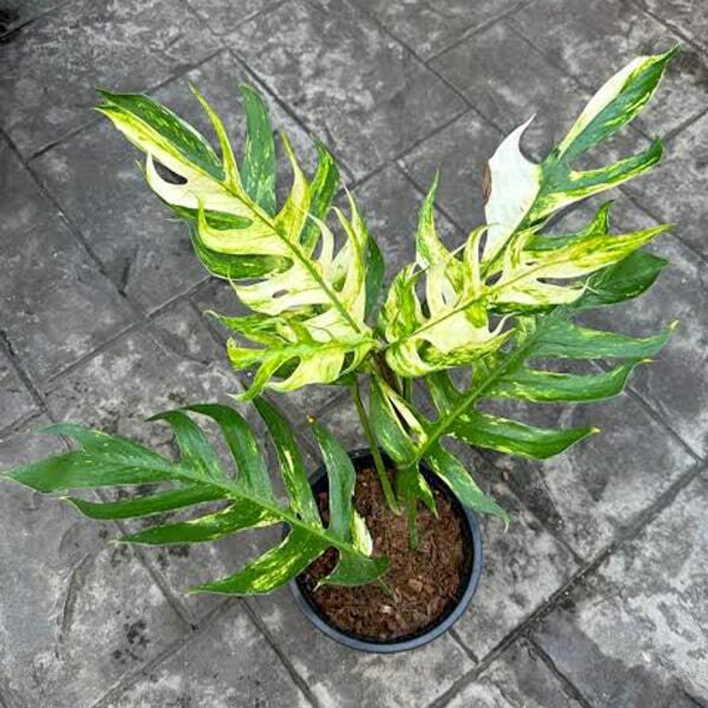 Эпипремнум PINNATUM YELLOW FLAME
