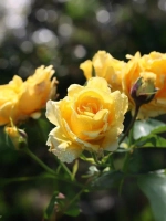 Роза плетистая Зоммергольд