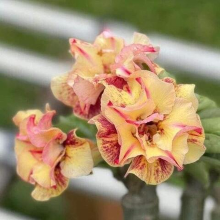 Адениум обесум 319 Tỏa Dương