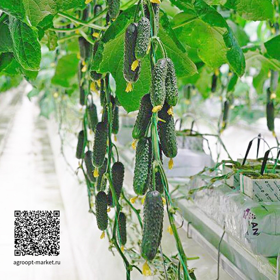 Альфард F1 семена огурца партенокарпического (Гавриш) – фото 3
