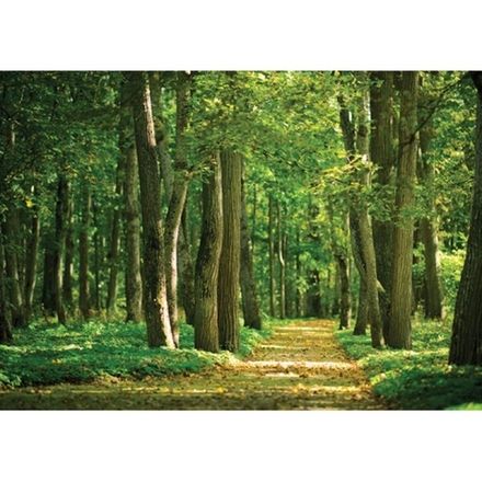 Фреска "Дорожка в лесу" 360x254 см