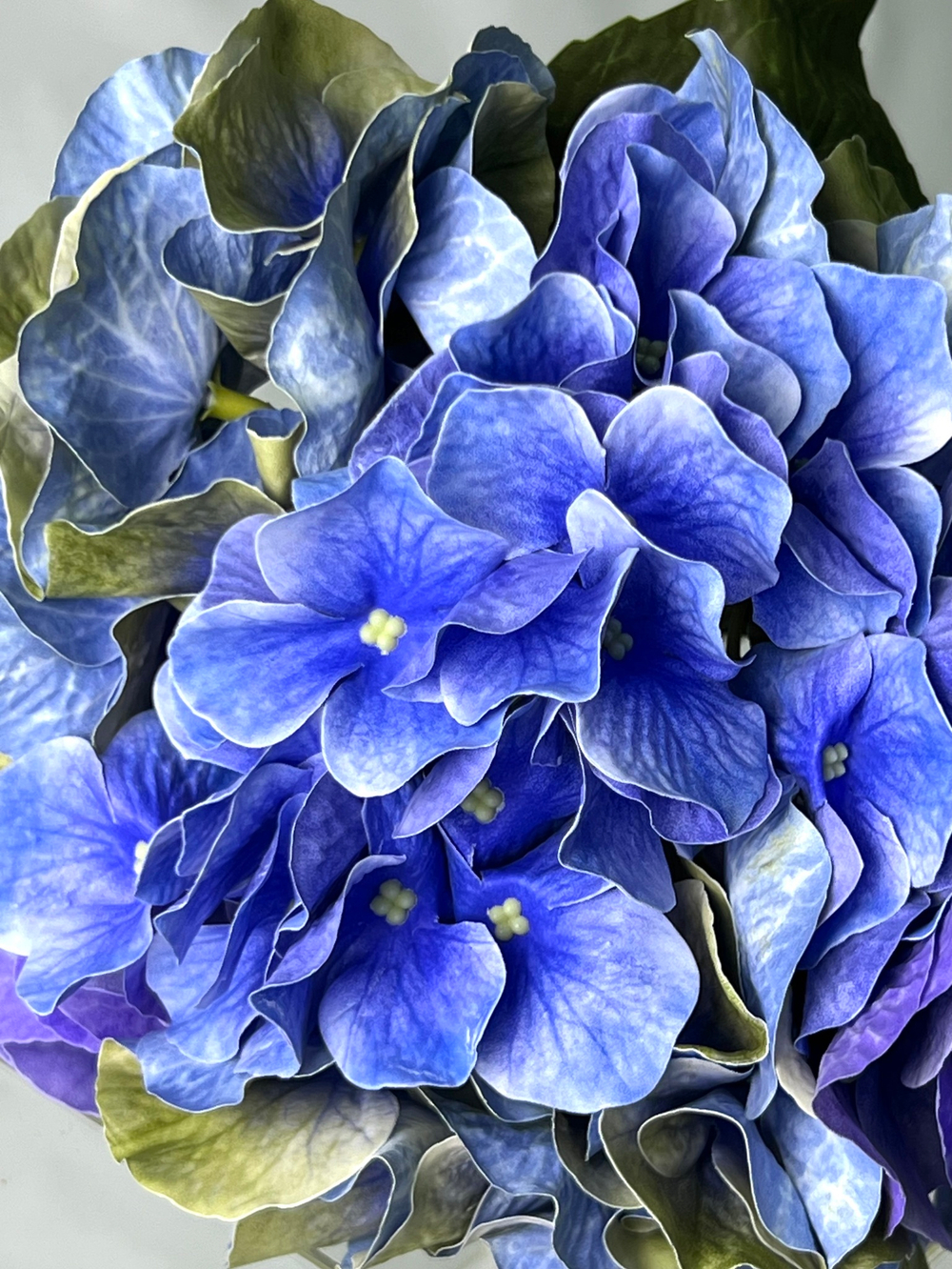 Гортензия голубая премиум