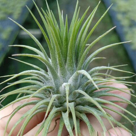 Тилландсия ionantha Stricta Christmas L