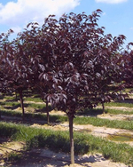 Вишня мелкопильчатая Роял Бургунди С24f 250-300