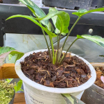 Сингониум GREEN LINE