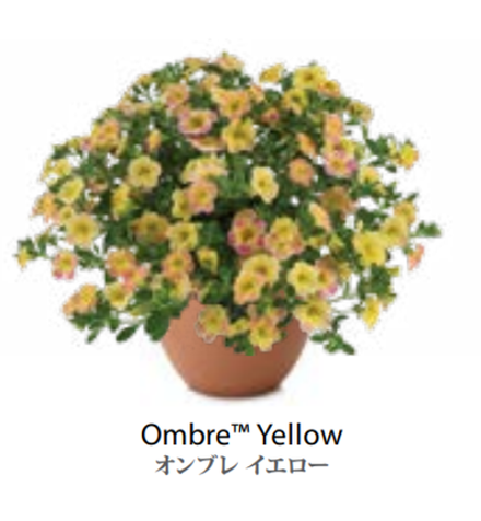 ЕВРО Calibrachoa Ombre Yellow укорененный черенок ноябрь