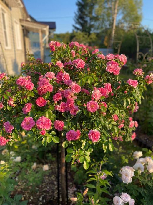 Роза Шусс штамб 130-140 см Закупка М21 весна 2026