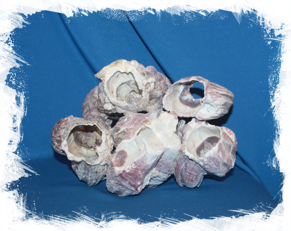 Барнакл 17 - 25 см.